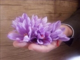 برداشت محصول زعفران کارگاه آموزشی مرکز آموزش فنی و حرفه ای 23 مراغه