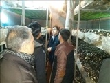 اشتغال بانوان روستایی با آموزش های فنی و حرفه ای در روستای گل تپه عجب شیر 
